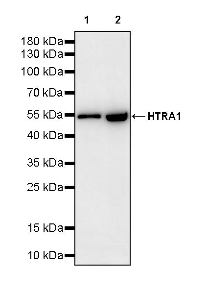 HTRA1 Recombinant Rabbit mAb (S-3845-57)