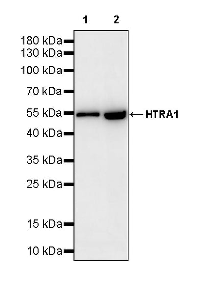 HTRA1 Recombinant Rabbit mAb (S-3845-57)