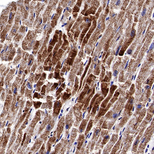 ATP5A Rabbit Polyclonal Antibody