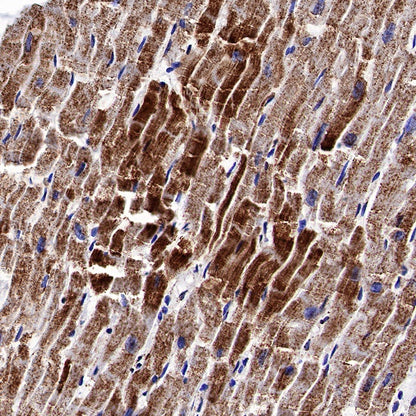 ATP5A Rabbit Polyclonal Antibody