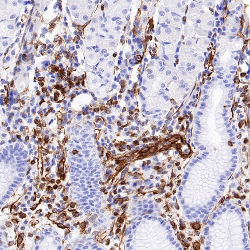 HRP Goat anti-Rabbit IgG (H+L) (Ready-to-use, specific for IHC)