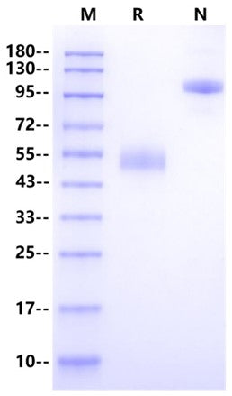 NKp30/CD337 Fc Chimera Protein, Cynomolgus