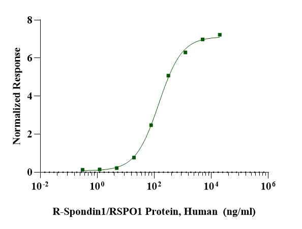 R-Spondin1/RSPO1 Protein, Human