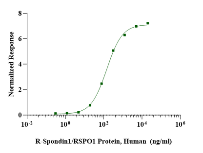 R-Spondin1/RSPO1 Protein, Human