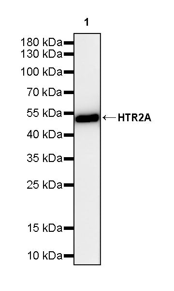 HTR2A Recombinant Rabbit mAb (S-4426-14)