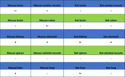 CHMP1a Recombinant Rabbit mAb (S-1651-159)