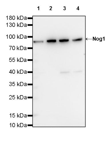 Nog1 Recombinant Rabbit mAb (S-R330)