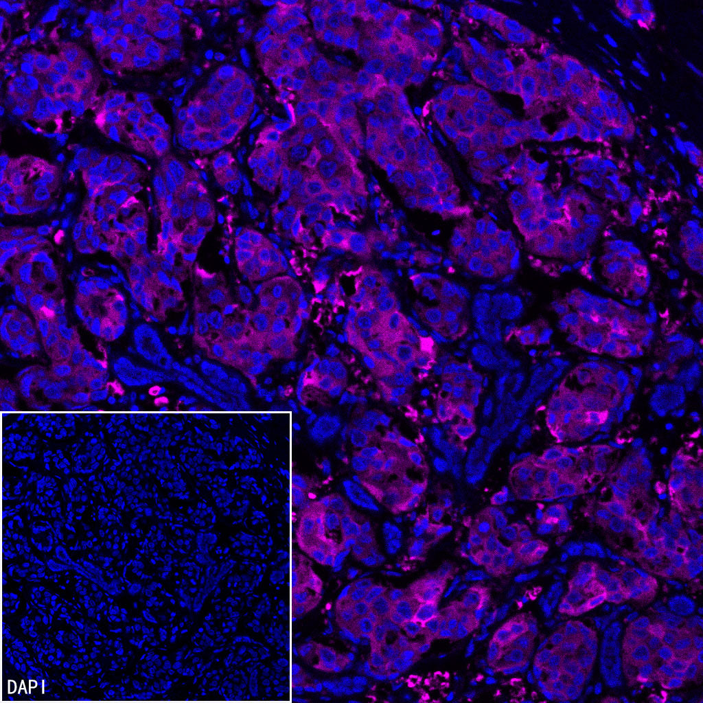 FASN Recombinant Rabbit mAb (Alexa Fluor® 647 Conjugate) (S-682-32)