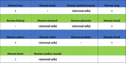 Mannose Receptor Recombinant Rabbit mAb (SDT-2206-59)