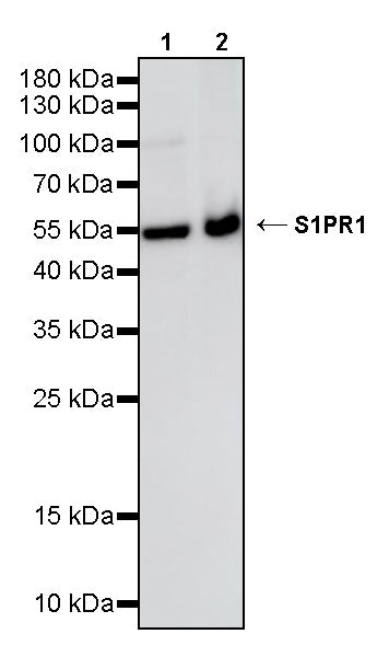 S1PR1 Recombinant Rabbit mAb (S-4464-22)