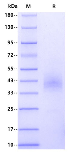 GFRAL His Tag Protein, Human