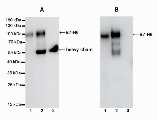 Mouse Anti-Rabbit IgG (Conformation Specific) (HRP conjugate)