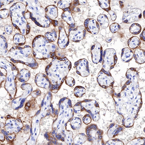 S-RMab® CGA/HCG-α Recombinant Rabbit mAb (SDT-643-61)