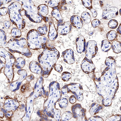 S-RMab® CGA/HCG-α Recombinant Rabbit mAb (SDT-643-61)
