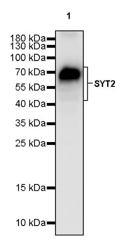 SYT2 Rabbit Polyclonal Antibody