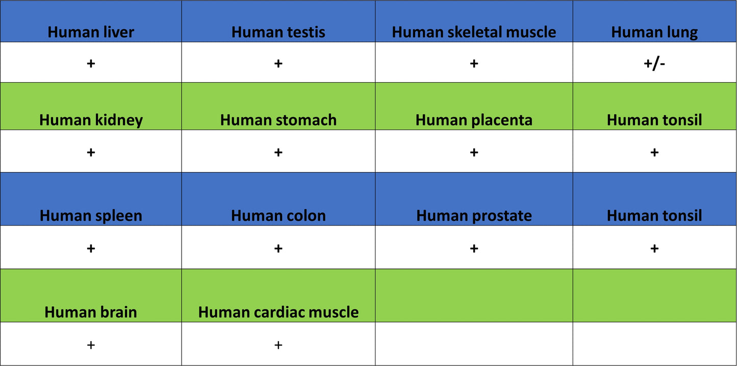 RPA3 Recombinant Rabbit mAb (S-4552-20)