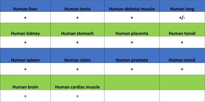 RPA3 Recombinant Rabbit mAb (S-4552-20)