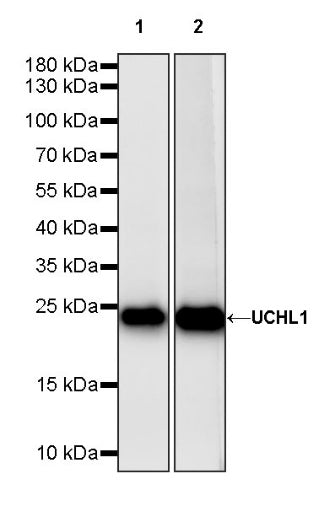UCHL1 Recombinant Rabbit mAb (S-1765-38)