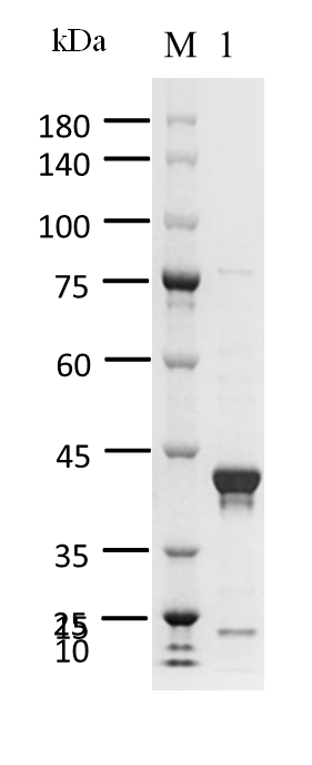 EGFR Protein