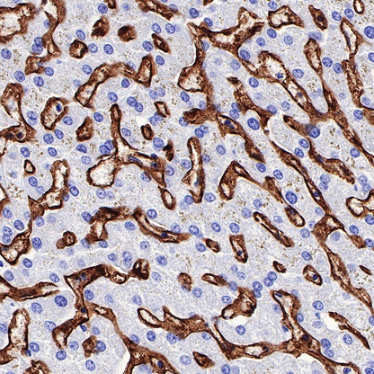 FcγRIIB Recombinant Rabbit mAb (S-R335)