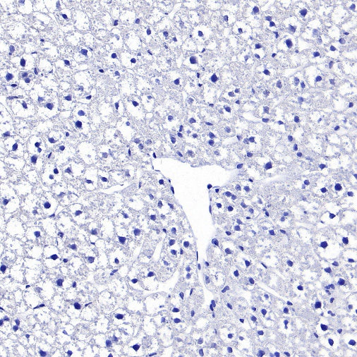 VGlut1 Recombinant Rabbit mAb (S-1587-19)