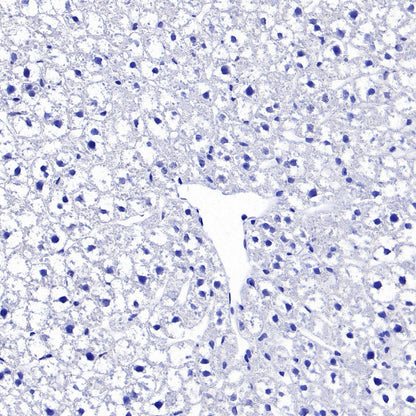 VGlut1 Recombinant Rabbit mAb (S-1587-19)