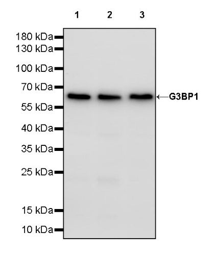 G3BP1 Rabbit Polyclonal Antibody