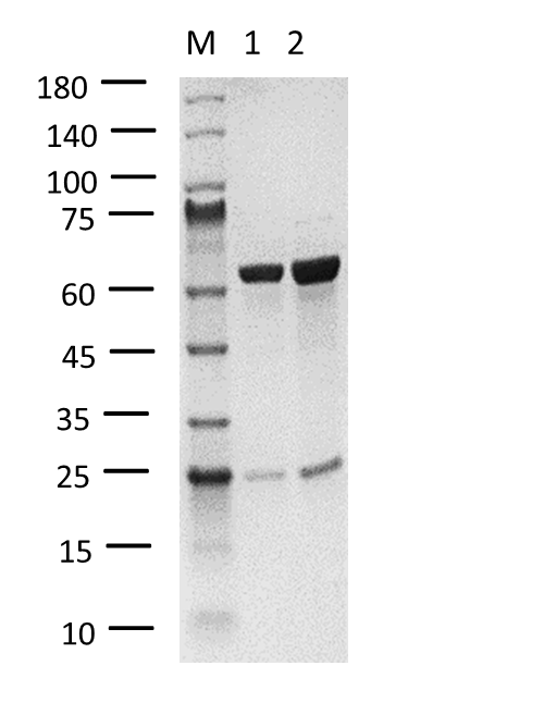 RIPK1 Protein