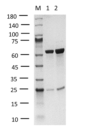 RIPK1 Protein