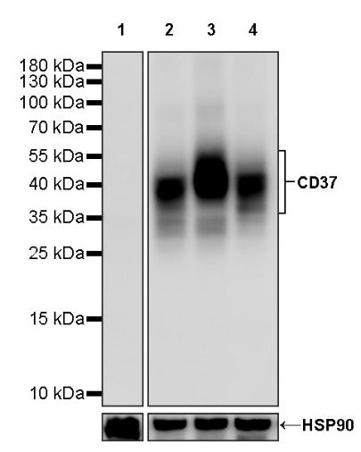 CD37 Recombinant Rabbit mAb (S-1662-61)