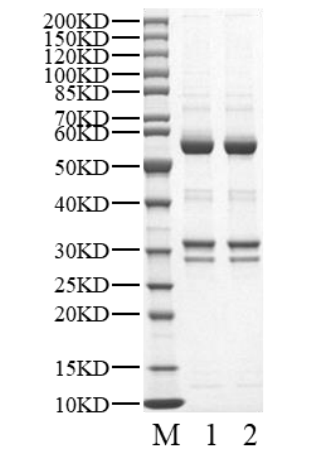 CDK3/Cyclin C Protein, Human