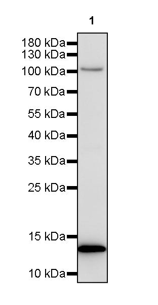 KCNQ2 Recombinant Rabbit mAb (S-3465-49)