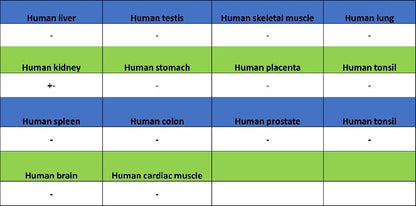MFN1 Recombinant Rabbit mAb (S-2230-2)