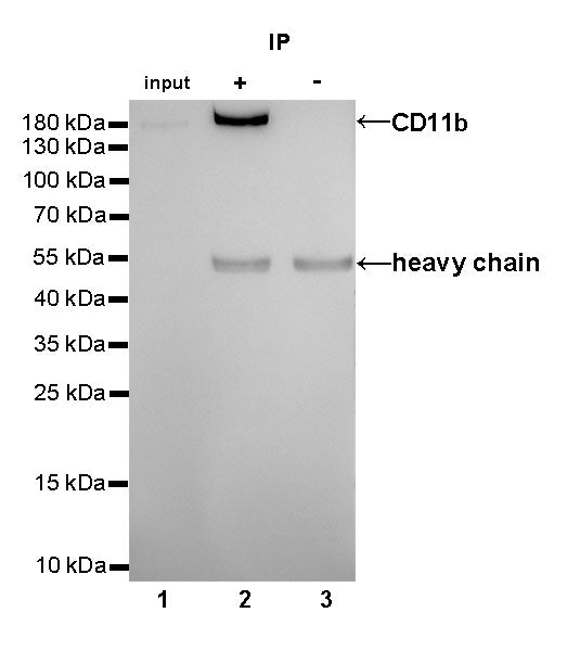 CD11b Recombinant Rabbit mAb,PBS Only (SDT-058-44)