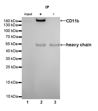 CD11b Recombinant Rabbit mAb,PBS Only (SDT-058-44)
