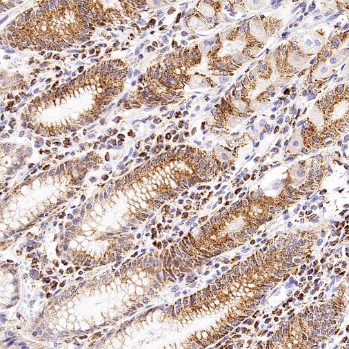 SHMT2/SHMT Recombinant Rabbit mAb (S-1581-5)