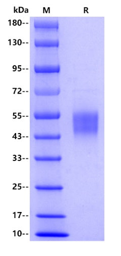 Human Fc γ RIa/CD64, His tag