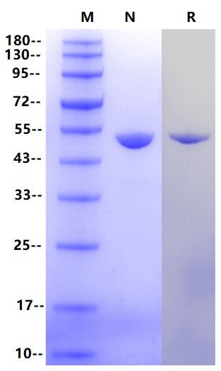 ENO-2(NSE) Protein, Human