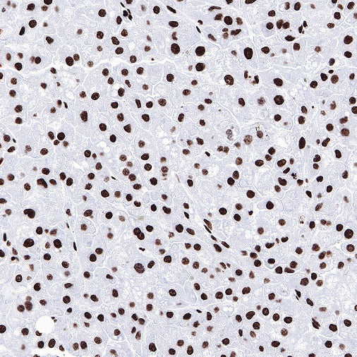 Histone H3 (acetyl K27) Rabbit pAb
