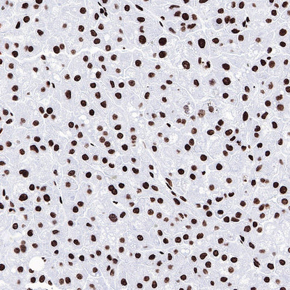Histone H3 (acetyl K27) Rabbit pAb