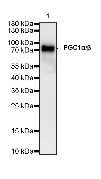Plasma kallikrein Recombinant Rabbit mAb (S-4471-51)