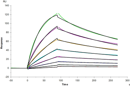 ACVR2A mFc Chimera Protein, Mouse