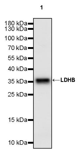 LDHB Rabbit Polyclonal Antibody