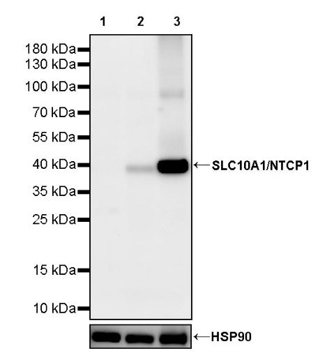 SLC10A1/NTCP1 Recombinant Rabbit mAb (S-2844-23)