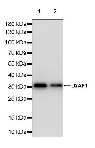 U2AF1 Recombinant Rabbit mAb (S-2384)