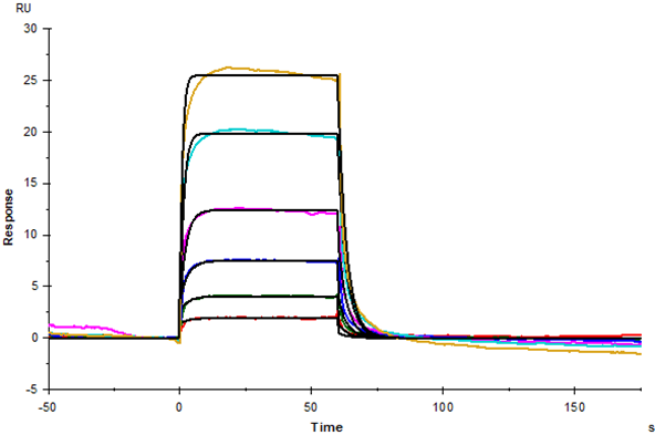 Nectin-4 His Tag Protein, Human