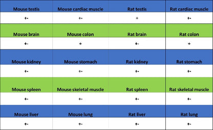 SLC12A2 Recombinant Rabbit mAb (S-2437-30)