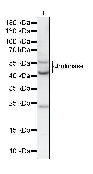 Urokinase Recombinant Rabbit mAb (S-5949)