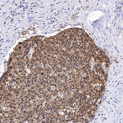 14-3-3 sigma Rabbit Polyclonal Antibody