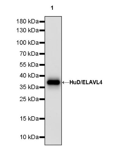 HuD/ELAVL4 Recombinant Rabbit mAb (S-1351-159)